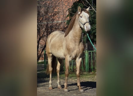 PRE, Stallone, 4 Anni, 160 cm, Pearl