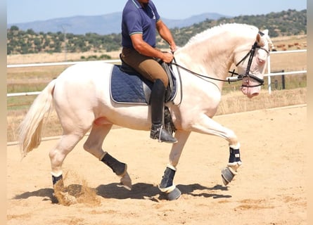 PRE Mix, Stallone, 4 Anni, 160 cm, Perlino