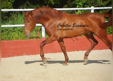 PRE Mix, Stallone, 4 Anni, 160 cm, Sauro