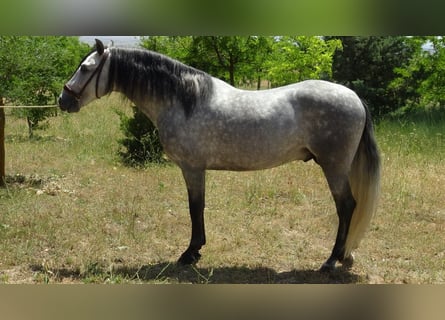 PRE, Stallone, 4 Anni, 161 cm, Grigio