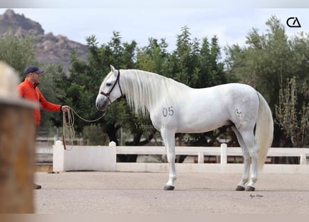 PRE, Stallone, 4 Anni, 161 cm, Grigio pezzato