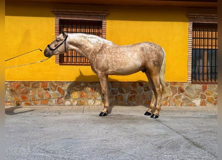 PRE, Stallone, 4 Anni, 161 cm, Palomino