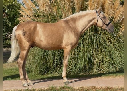 PRE Mix, Stallone, 4 Anni, 161 cm, Palomino
