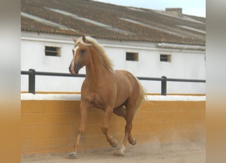 PRE Mix, Stallone, 4 Anni, 161 cm, Palomino