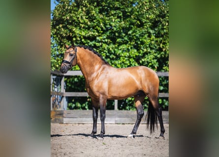 PRE Mix, Stallone, 4 Anni, 161 cm, Pelle di daino