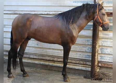 PRE Mix, Stallone, 4 Anni, 161 cm, Pelle di daino