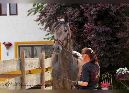 PRE, Stallone, 4 Anni, 161 cm, Può diventare grigio