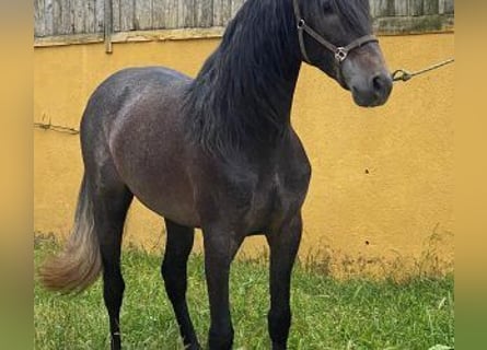 PRE Mix, Stallone, 4 Anni, 162 cm, Grigio