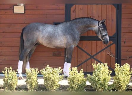 PRE Mix, Stallone, 4 Anni, 162 cm, Grigio