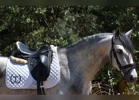 PRE, Stallone, 4 Anni, 162 cm, Grigio pezzato