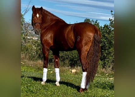 PRE Mix, Stallone, 4 Anni, 162 cm, Sauro