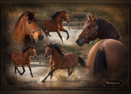 PRE Mix, Stallone, 4 Anni, 163 cm, Baio