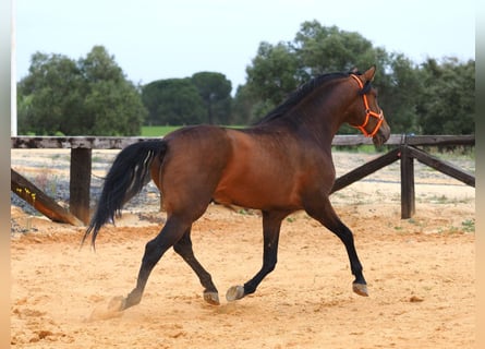 PRE Mix, Stallone, 4 Anni, 163 cm, Baio