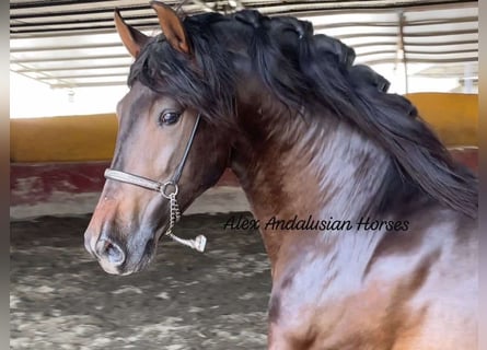 PRE Mix, Stallone, 4 Anni, 163 cm, Baio scuro