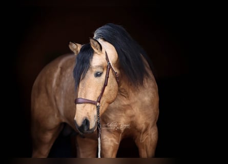 PRE Mix, Stallone, 4 Anni, 163 cm, Falbo