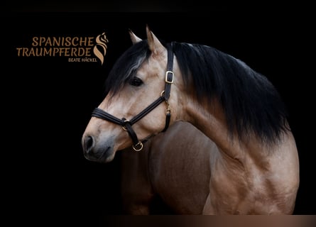 PRE Mix, Stallone, 4 Anni, 163 cm, Falbo