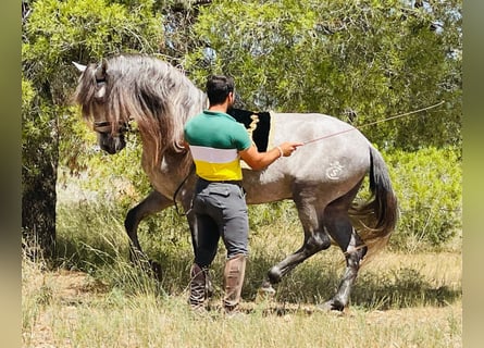 PRE, Stallone, 4 Anni, 163 cm, Grigio pezzato