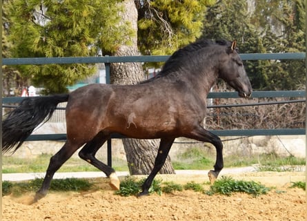 PRE, Stallone, 4 Anni, 163 cm, Morello