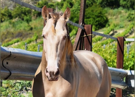 PRE, Stallone, 4 Anni, 163 cm, Pearl