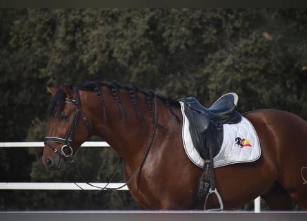 PRE Mix, Stallone, 4 Anni, 164 cm, Baio