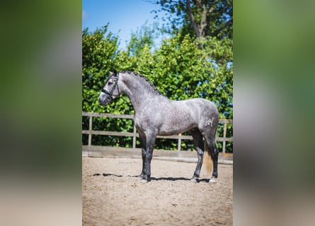 PRE Mix, Stallone, 4 Anni, 164 cm, Grigio