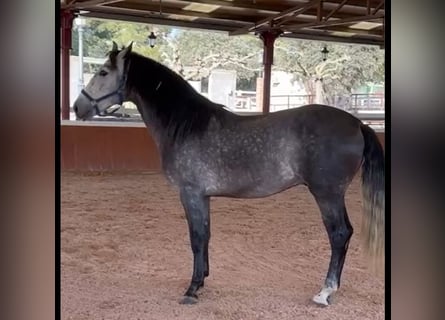 PRE, Stallone, 4 Anni, 164 cm, Grigio