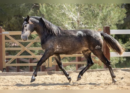 PRE, Stallone, 4 Anni, 164 cm, Grigio ferro