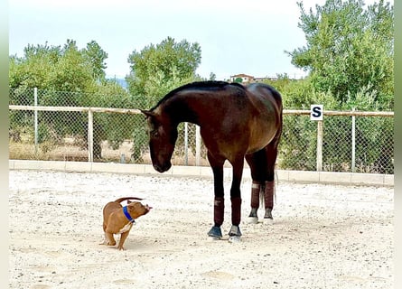 PRE, Stallone, 4 Anni, 164 cm, Morello