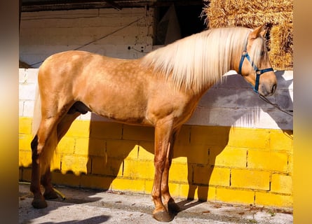 PRE, Stallone, 4 Anni, 164 cm, Palomino