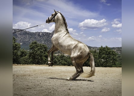 PRE Mix, Stallone, 4 Anni, 164 cm, Pearl