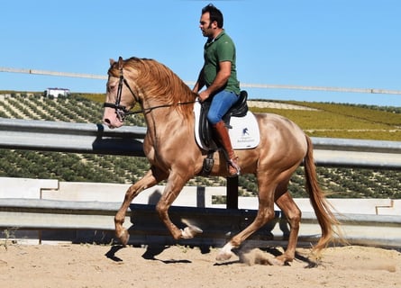 PRE, Stallone, 4 Anni, 164 cm, Pearl