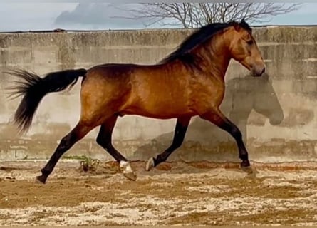 PRE, Stallone, 4 Anni, 164 cm, Pelle di daino