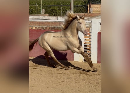 PRE Mix, Stallone, 4 Anni, 164 cm, Perlino