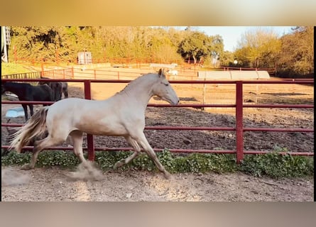 PRE, Stallone, 4 Anni, 164 cm, Perlino