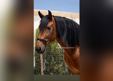 PRE Mix, Stallone, 4 Anni, 165 cm, Baio