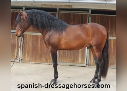 PRE Mix, Stallone, 4 Anni, 165 cm, Baio