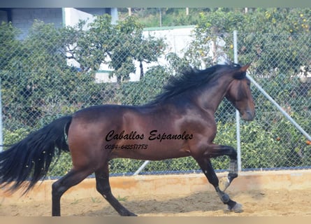 PRE, Stallone, 4 Anni, 165 cm, Baio