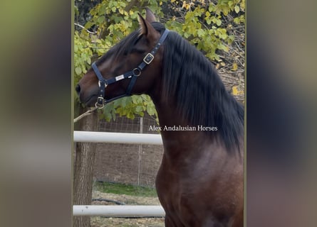 PRE Mix, Stallone, 4 Anni, 165 cm, Baio scuro