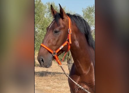 PRE, Stallone, 4 Anni, 165 cm