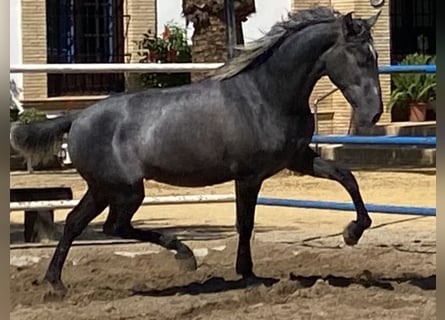 PRE Mix, Stallone, 4 Anni, 165 cm, Grigio