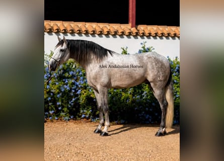 PRE Mix, Stallone, 4 Anni, 165 cm, Grigio