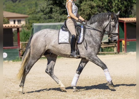 PRE Mix, Stallone, 4 Anni, 165 cm, Grigio