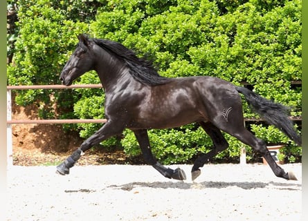 PRE Mix, Stallone, 4 Anni, 165 cm, Morello