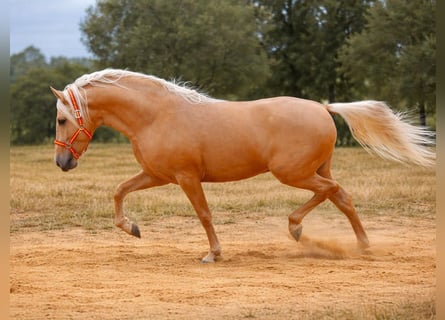 PRE Mix, Stallone, 4 Anni, 165 cm, Palomino