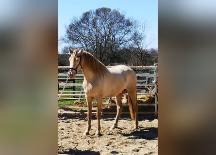 PRE, Stallone, 4 Anni, 165 cm, Pearl