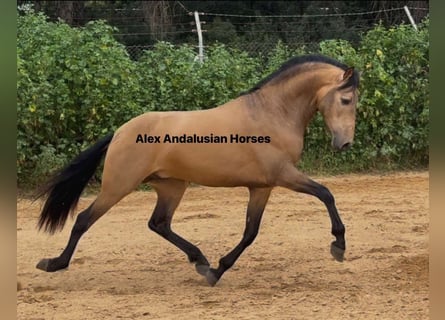 PRE Mix, Stallone, 4 Anni, 165 cm, Pelle di daino