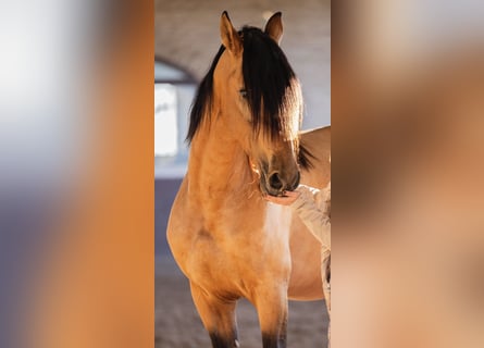 PRE Mix, Stallone, 4 Anni, 165 cm, Pelle di daino