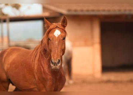 PRE, Stallone, 4 Anni, 165 cm, Sauro