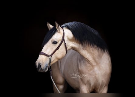 PRE, Stallone, 4 Anni, 166 cm, Falbo