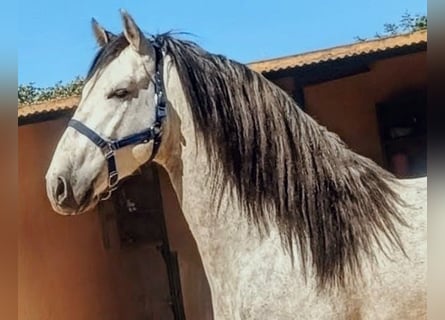 PRE Mix, Stallone, 4 Anni, 166 cm, Grigio pezzato